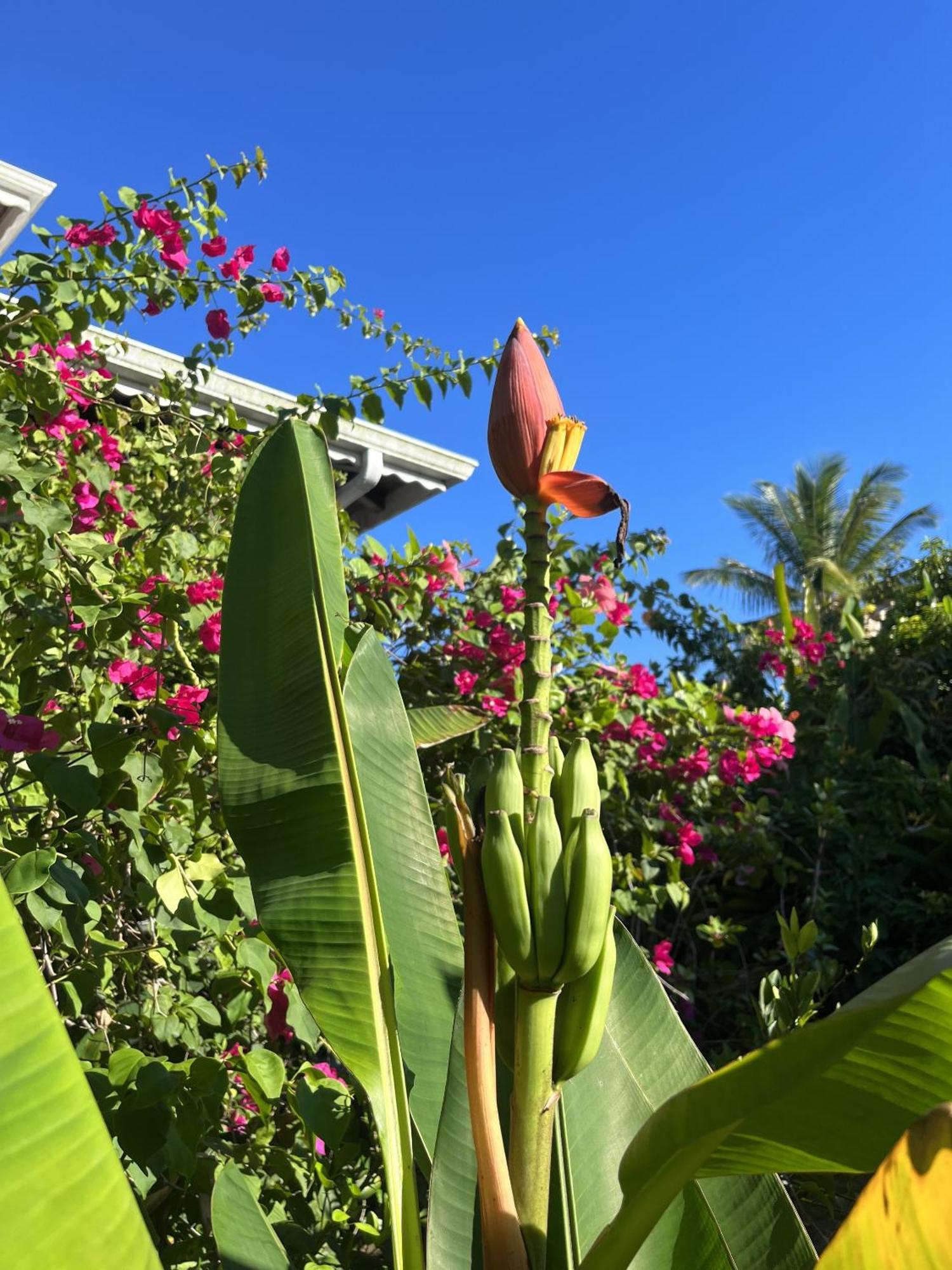 Eden Paradise Ecolodge & Spa Sainte-Luce Exteriör bild