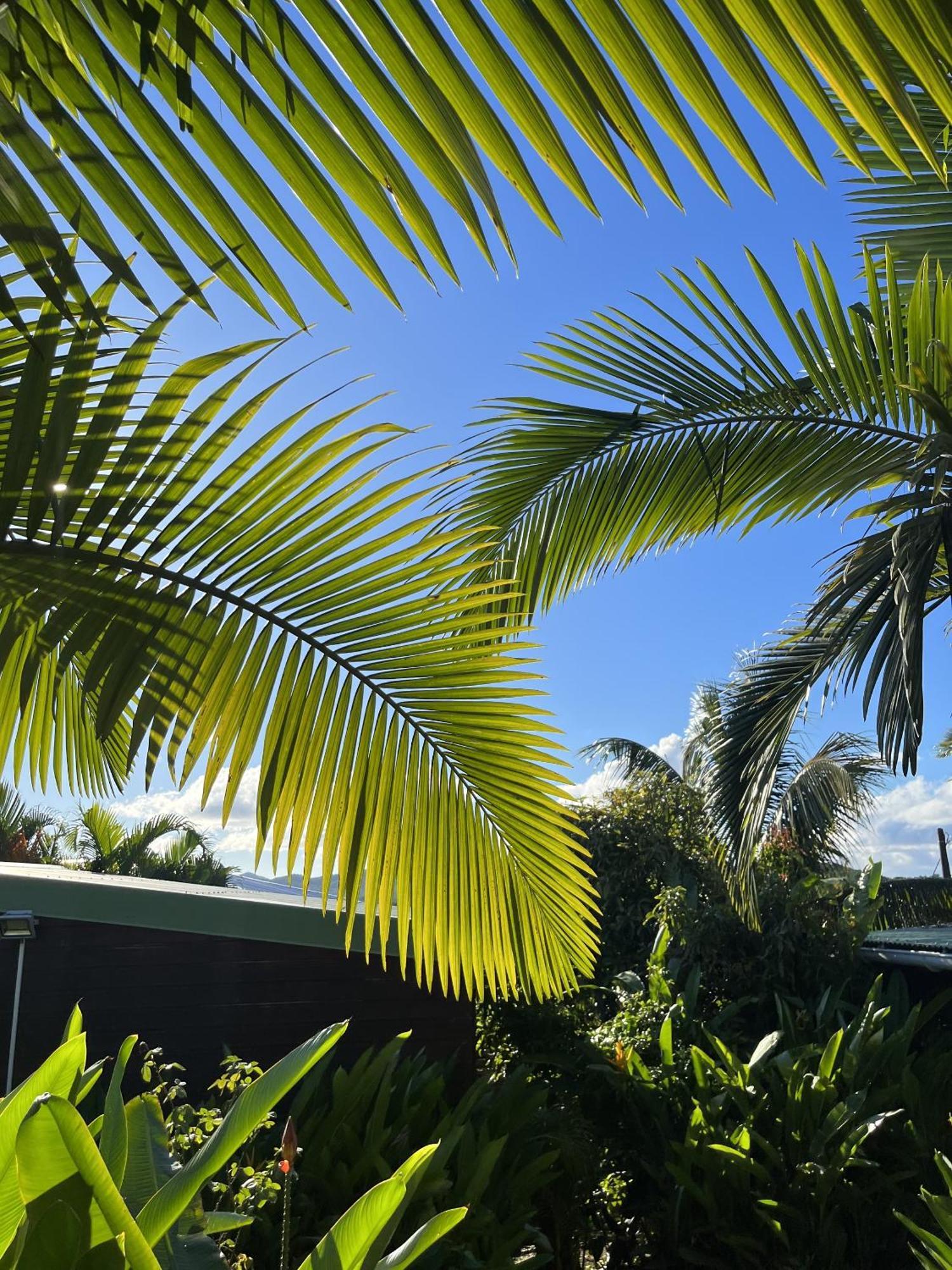 Eden Paradise Ecolodge & Spa Sainte-Luce Exteriör bild